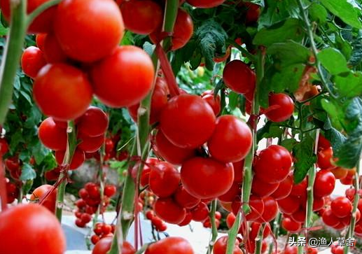 番茄种植前景如何？怎么种植番茄才可以种好