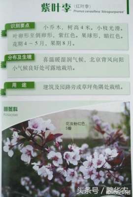 北京种植的果树(华北地区京津冀庭院可以种植的果树，园林树木有哪些景观如何搭配)