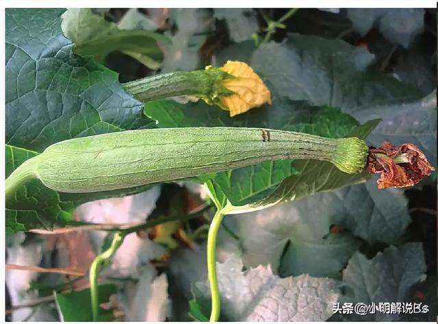 揭秘丝瓜生产中的病虫害防治与肥料施用，助力丝瓜高产、高质量！