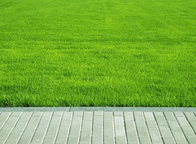 草坪种植管理技术，掌握播种和修剪技巧，促进草坪的绿化效果