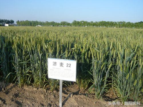 最受农民欢迎的小麦品种