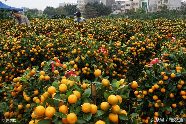 广西种植砂糖橘250万亩，占柑橘总量三分之一，疯狂扩种图的啥？