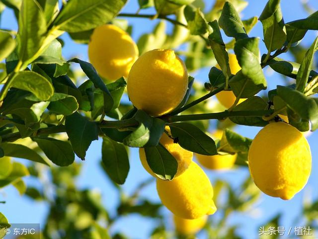 柠檬盆栽的养护技巧及注意事项，让您家里的柠檬也能结满盆