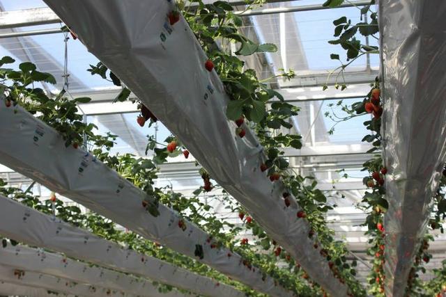 草莓立体栽培你见过吗？
