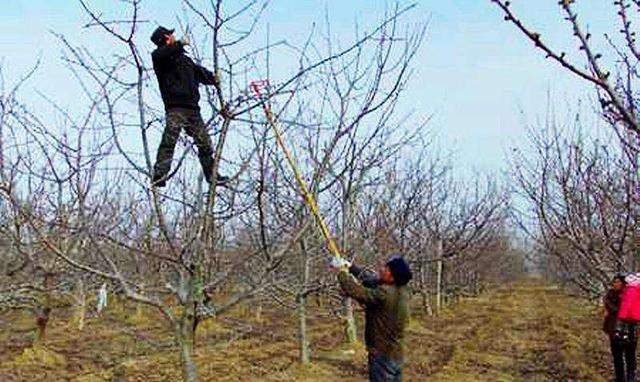 苹果树的栽培管理技巧，看过的都说学到了