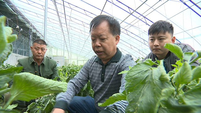 天津东丽：欢坨西红柿，何以走向大市场？