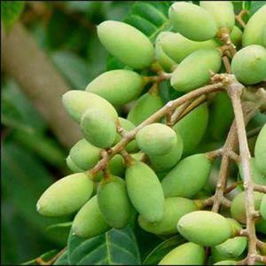 橄榄的栽培管理技术，橄榄的种植时间和方法