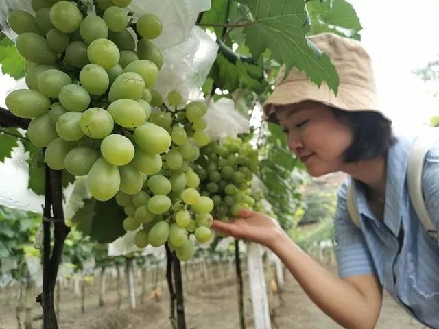 80后荆州大姐返乡种葡萄，一百亩发展成3000亩，如今年入千万