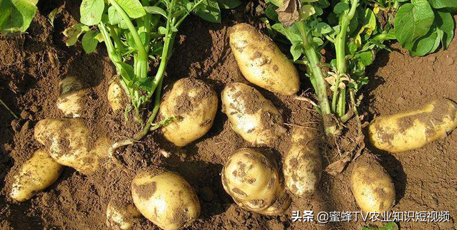 冬季种植马铃薯的4个技巧，个个都实用，菜农不预防，到头一场空