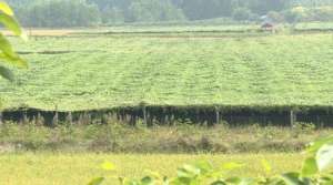 吊瓜的种植基地(吊瓜变身“金瓜”湖北这个村种植130亩，毛收入超60万)