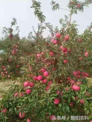 湖南种植什么果树好(这种苹果三年可丰产，亩效益可达3万元)