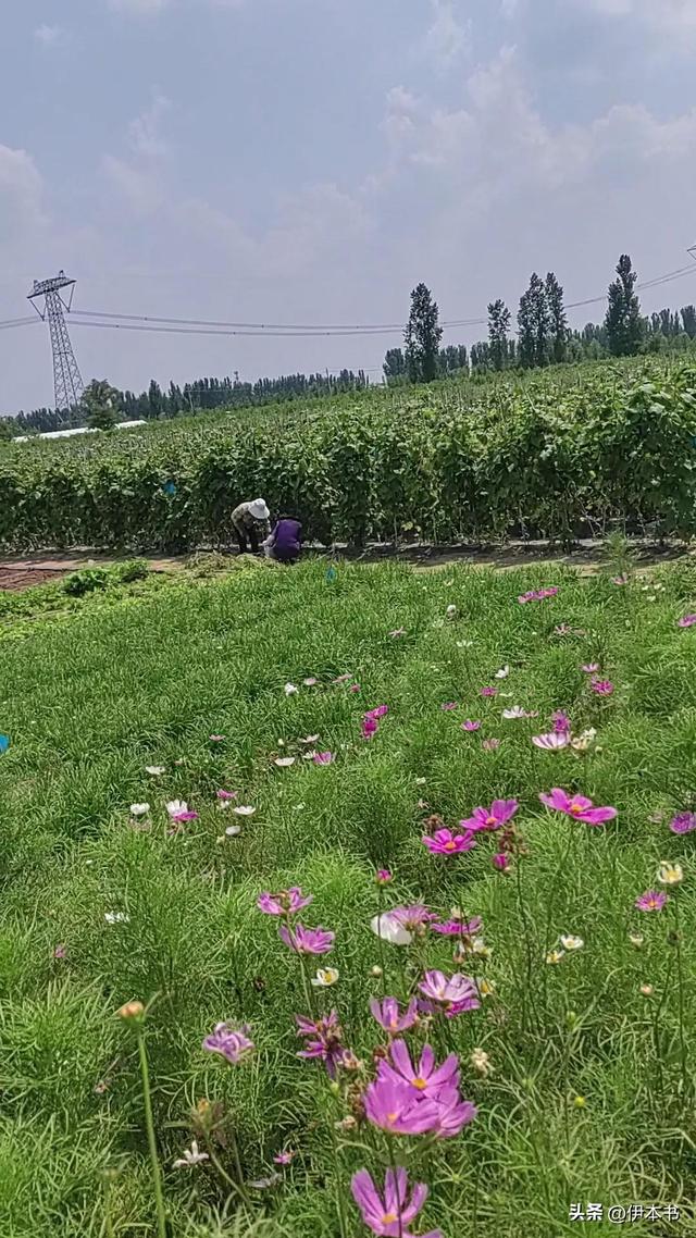 走进郑州普罗稻草人农场采摘有机蔬菜纪实
