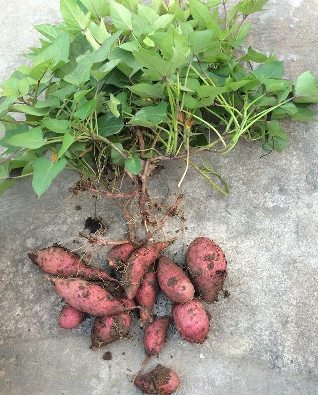 秋天剪下1根红薯藤，插盆土里，一个冬天吃不完，收获一茬又一茬