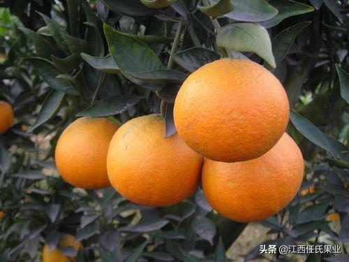 柑橘种植土壤要求