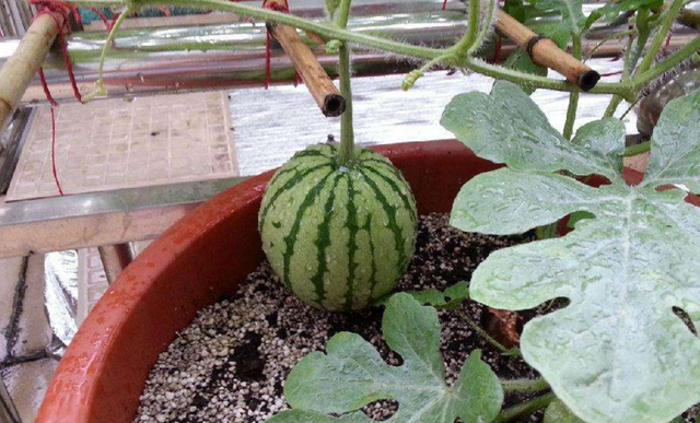 阳台种西瓜怎么种，我们需要注意什么？