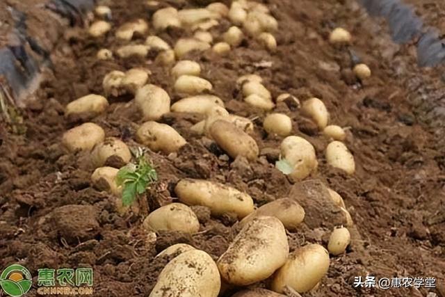 土豆种植盈利实况：种50亩农田一年能赚多少？