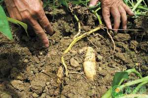 红薯种植利润分析(陕西一农户靠种植红薯，年收入达十几万他是如何做到的？)
