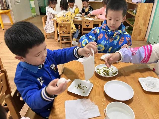 水培绿豆成长记——诺亚舟诺亚山林幼儿园