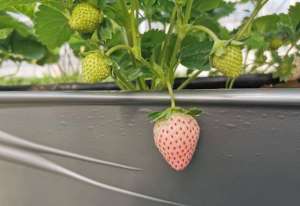 阳台草莓种植(阳台如何种植草莓？教你3招，盆盆都果实累累、体验收获的乐趣)