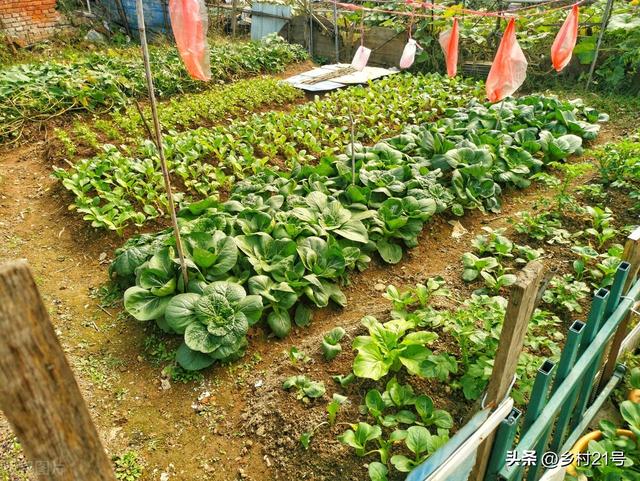 冬天也可以种植这三种蔬菜，大家赶紧种植一些，特别耐冻
