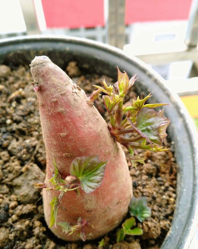 秋天剪下1根红薯藤，插盆土里，一个冬天吃不完，收获一茬又一茬