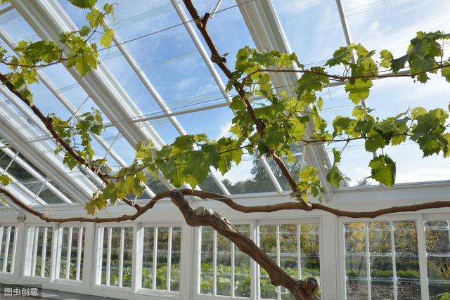温室葡萄要萌芽了！萌芽前后怎么管？把控好温度、湿度和树体管理