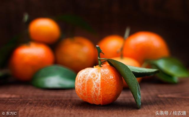 广西种植砂糖橘250万亩，占柑橘总量三分之一，疯狂扩种图的啥？