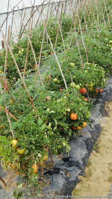 越夏番茄（西红柿）的种植和管护技术！
