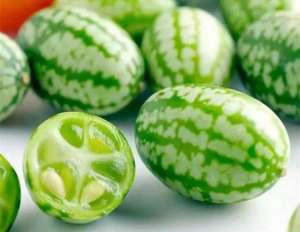 拇指西瓜的种植方法(拇指西瓜种在阳台，萌新可爱又好吃，养护的时要注意5点)