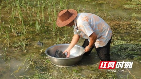 新田：种绿色水稻 养生态甲鱼