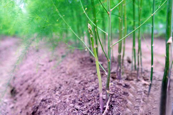 芦笋栽种一茬能采收10年，用好这些栽种管理方法，促产增收不难