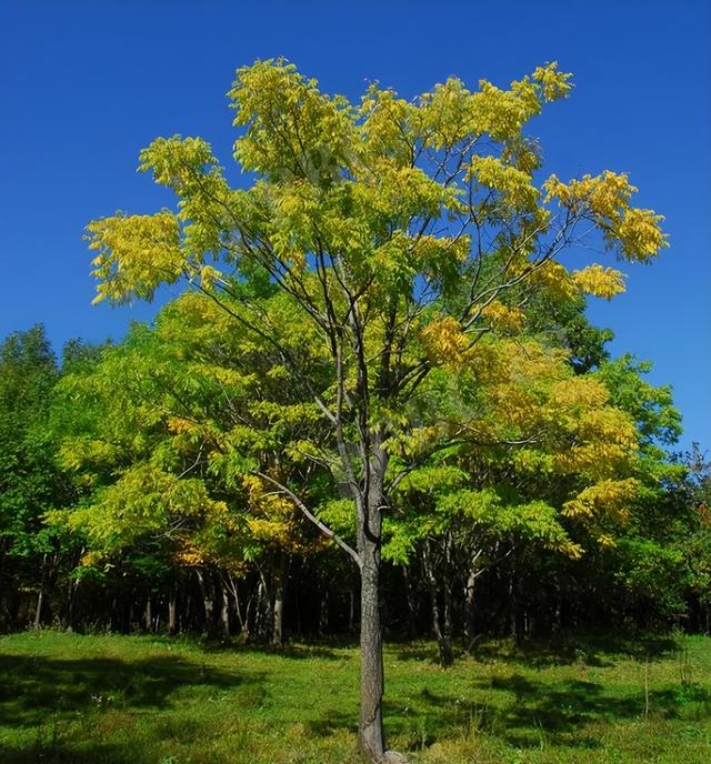 适合河南种植的10种景观树，只要管理到位，每棵能卖2000~5000元