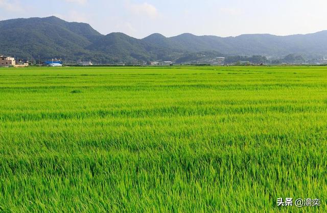 生存空间那么狭小的韩国，为何还在拼命坚持稻米自给自足