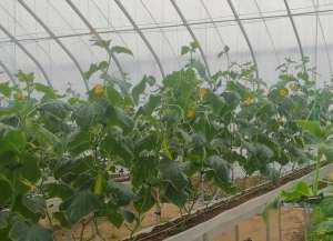 黄瓜种植管理技术(学会控旺小技巧，种的黄瓜雌花多，结瓜多，离高产更近了)
