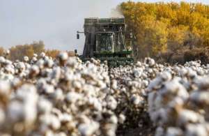棉花 种植面积(新疆2020年棉花产量占全国873%)