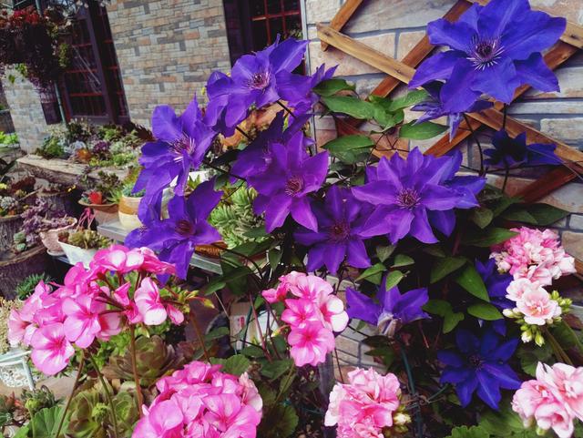 你喜欢蓝紫色的花吗？试试这款铁线莲，梦幻蓝紫色，灿烂几个月