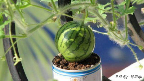 又大又甜的西瓜，如何种植，这才是“赚钱”秘诀
