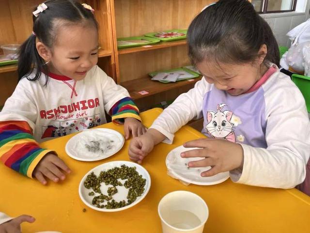 水培绿豆成长记——诺亚舟诺亚山林幼儿园