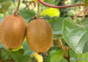 猕猴桃在广东能种植吗(广东地区可以种植猕猴桃吗？)