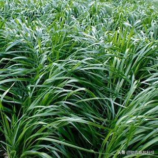 秋冬季节高产牧草品种推荐与种植利用技术