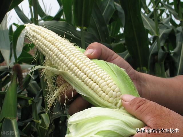 种植糯玉米收入高，但必须掌握糯玉米的种植技巧，否则达不到目标