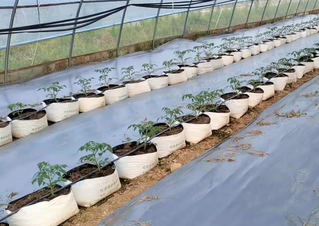 番茄无土栽培产量高，为啥农户种不成功？3个原因别忽视