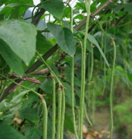 春季的豆角吃不够，不用担心，秋季一样可以种植秋豆角