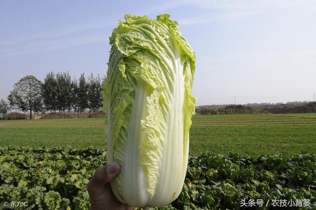 只要学会这些种植技巧，大白菜就能长得好、产量高、多卖钱！