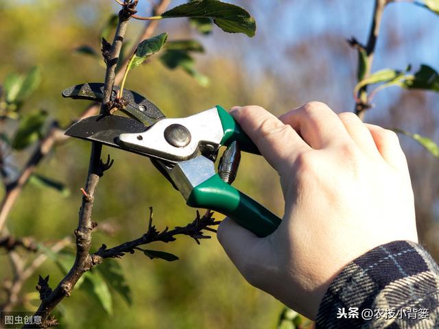 不同树龄、树势、生长期的苹果树，需要不同的修剪方法，你会用吗