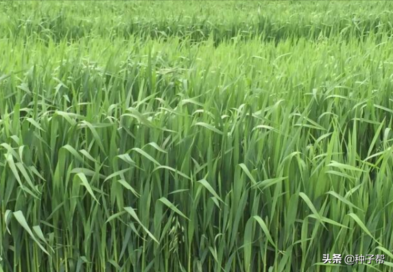 被称“甜干草”的燕麦，怎么种植产量高？一年割几次？如何利用？