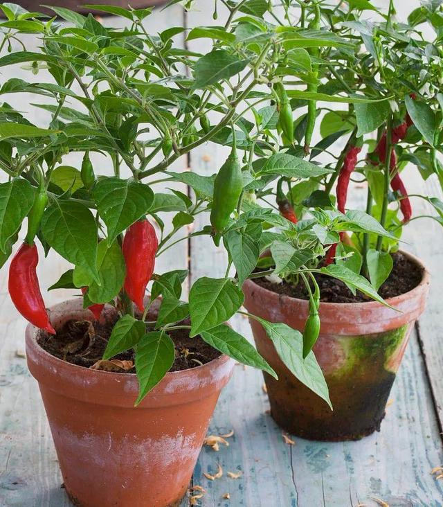 在家种辣椒，3个简单步骤，辣椒挂满枝，连续收获漂亮又美味