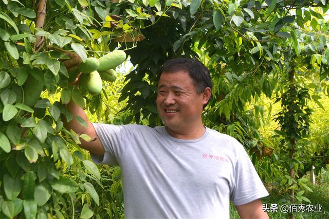 安徽农民引种南方水果，藤蔓极具观赏价值，果实媲美香蕉