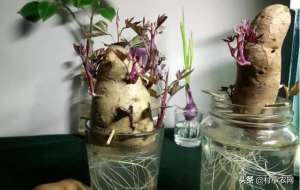 红薯用水种植怎么处理(红薯都是长在土里的，学会了这样水培红薯，就有吃不完的红薯叶了)