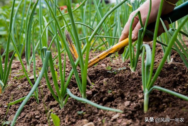 洋葱、大蒜入冬前采用三项措施，确保壮苗越冬
